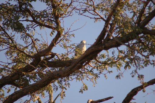 Unknown bird 